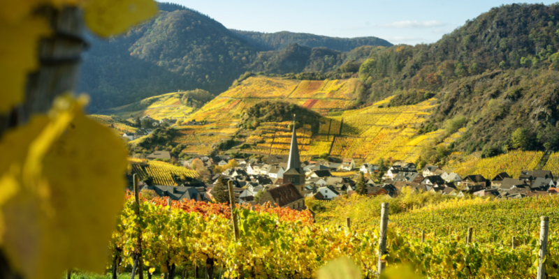 Herbstliche Weinlandschaft in Marienthal mit gelben und orangefarbenen Weinblättern im Vordergrund, einem malerischen Dorf mit einer Kirche im Zentrum und leuchtenden Weinbergen, die sich über die sanften Hügel im Hintergrund erstrecken.