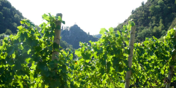 Burgruine Ahrweiler im Hintergrund; Weinberge im Vordergrund