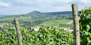 Bad Neuenahr-Ahrweiler Aussicht Weinberge