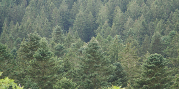 Waldgebiet im Kreis Ahrweiler (Douglasien)